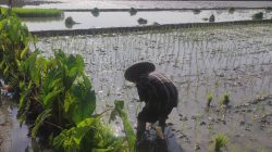 Para Petani Minggir Tanam Lompong di Galengan Sawah