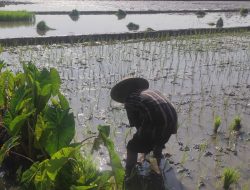 Para Petani Minggir Tanam Lompong di Galengan Sawah