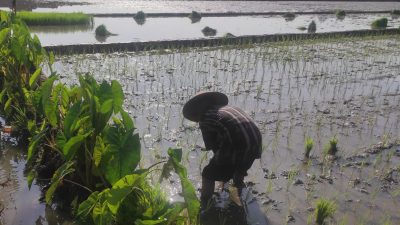 Para Petani Minggir Tanam Lompong di Galengan Sawah