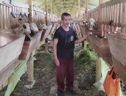 Kambing Usia Berapa Bulan yang Dagingnya Enak Dimakan?
