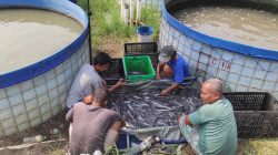 Pembudidaya Ikan Lele Perlu Memperhatikan Empat Hal Ini