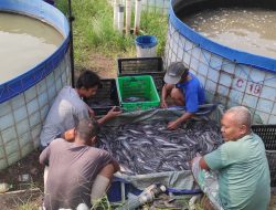 Pembudidaya Ikan Lele Perlu Memperhatikan Empat Hal Ini