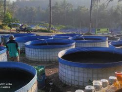 Ekosistem Budidaya Lele