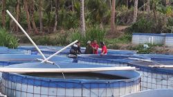 Kualitas Bibit Tentukan Keberhasilan Produksi Pembesaran Ikan Lele