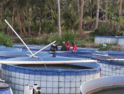 Kualitas Bibit Tentukan Keberhasilan Produksi Pembesaran Ikan Lele